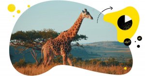 Instagram user demographics in South Africa [May 2023 UPDATE]